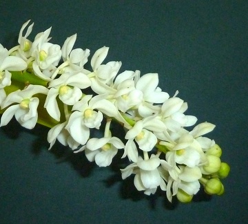 Rhynchostylis gigantea var. Alba