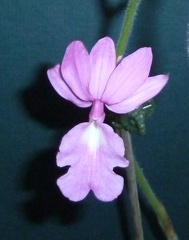 Calanthe Veitchii