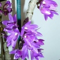 Dendrobium Kuniko