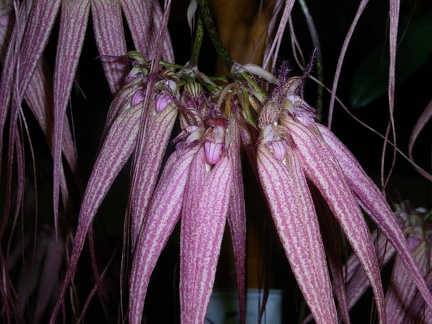 Bulb. Elizabeth Ann 'Buckleberry' 