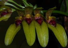 Bulb. graveolens var. robustum 'Fanfare' (2)