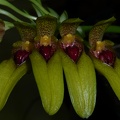 Bulb. graveolens var. robustum 'Fanfare' (2)