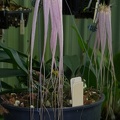 Bulb. longissimum 100_0015.JPG