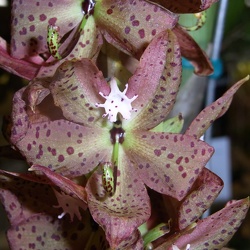 Cycnoches (Cyc.)