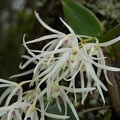 Den. aemulum