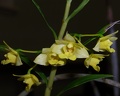 Den. agrostophyllum