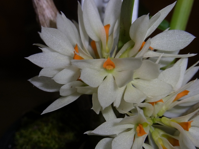 Den. bracteosum alba 100_0091.JPG