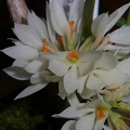 Den. bracteosum alba