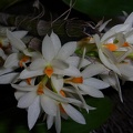 Den. bracteosum alba