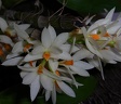 Den. bracteosum alba