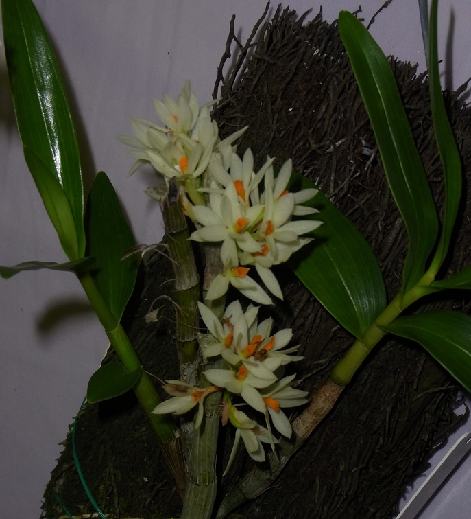 Den. bracteosum alba