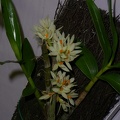 Den. bracteosum alba