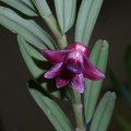 Den. erectifolium