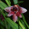 Den. erectifolium