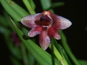 Den. erectifolium