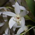 Den. falcorostrum 'Banda'