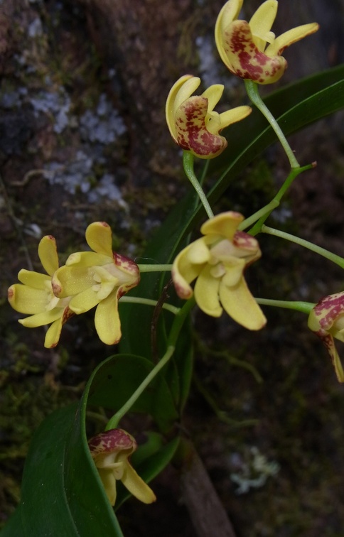 Den. gracilicaule