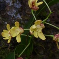 Den. gracilicaule