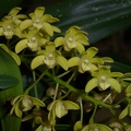 Den. gracilicaule