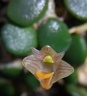 Den. lichenastrum