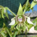 Den. macrophyllum 'Cape St George' 