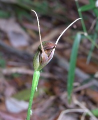 Pterostylis pedunculata