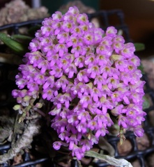 Schoenorchis fragrans 