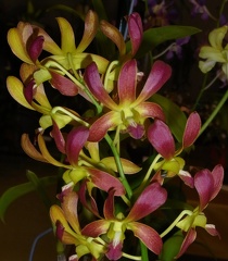 Den. C. K. Ai 'Oka'