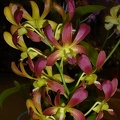 Den. C. K. Ai 'Oka' 100_0093.JPG