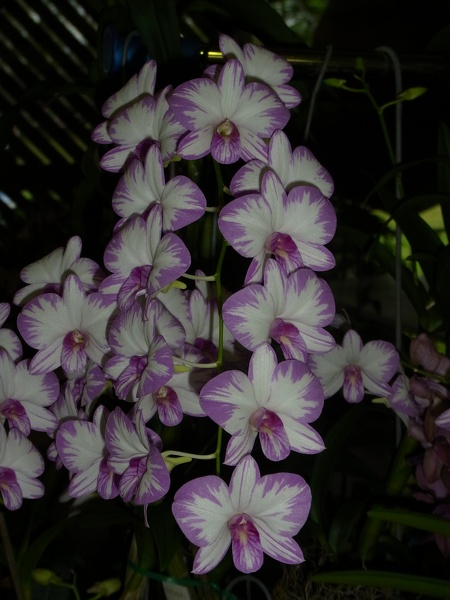 Den. Enobi Purple 'Splash'