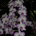 Den. Enobi Purple 'Splash'