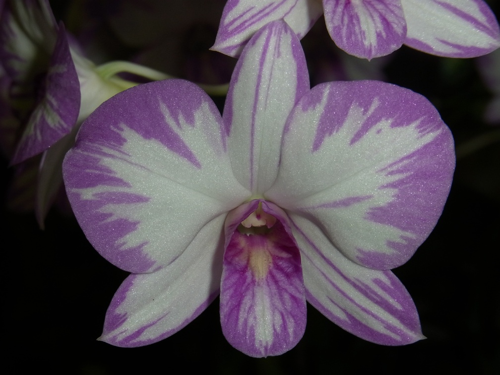 Den. Enobi Purple 'Splash'