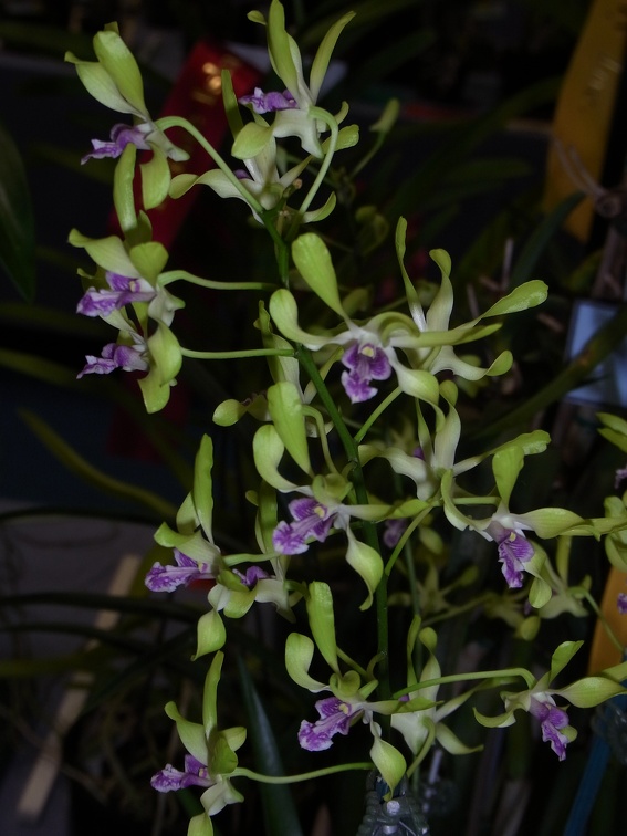 Den. Fran's Gem 'Green Jade'