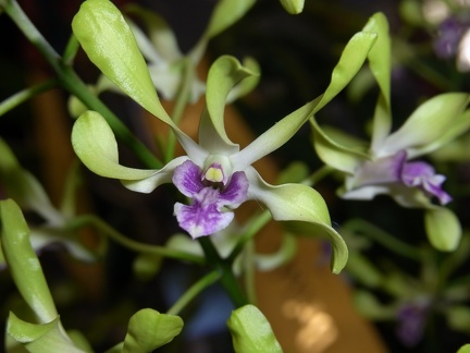 Den. Fran's Gem 'Green Jade'