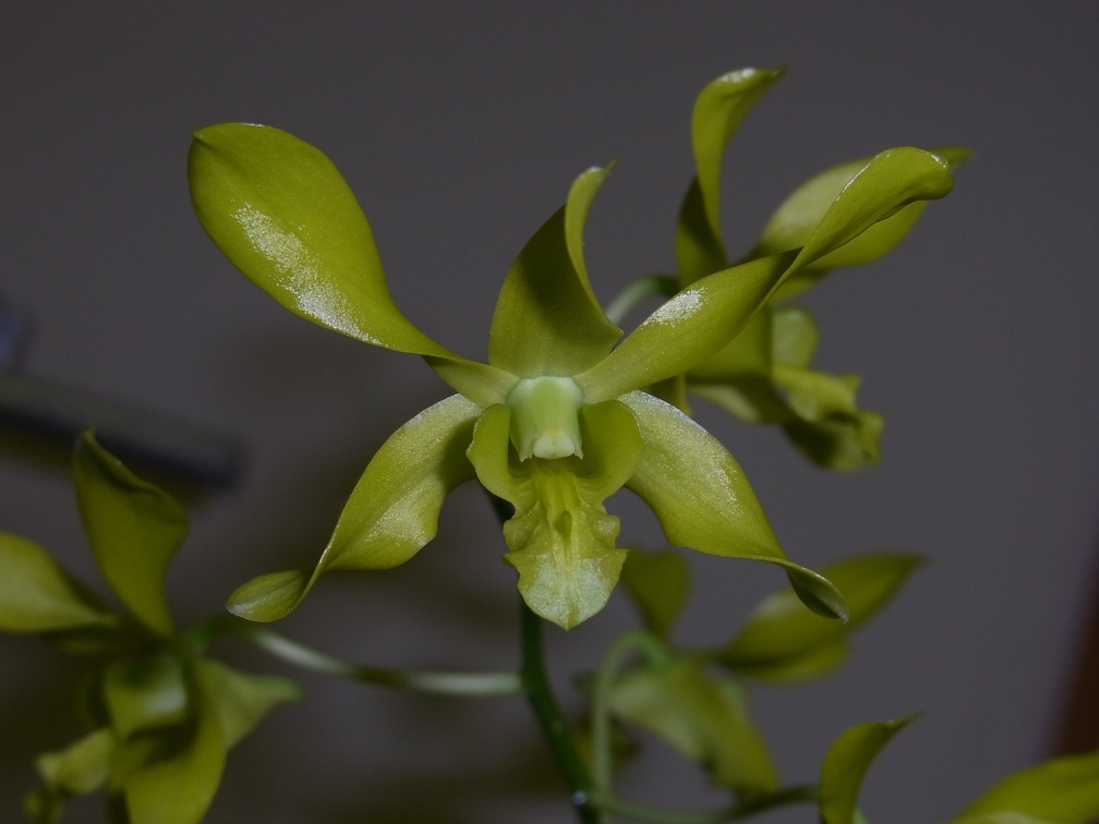 Den. Fraser's Canary Twister