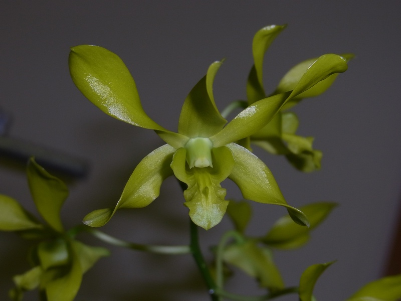 Den. Fraser's Canary Twister