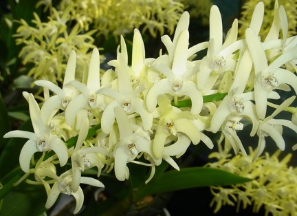 Den. speciosum (var. pedunculatum ‘Herberton’ x var. speciosum ‘Windermere’) x Den. speciosum var. pedunculatum (‘Red Face