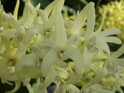 Den. speciosum (var. pedunculatum ‘Herberton’ x var. speciosum ‘Windermere’) x Den. speciosum var. pedunculatum (‘Red Face