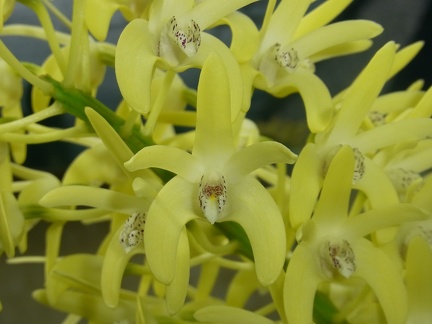 Den. speciosum var. curvicaule ‘Daylight Moon’ x Den. speciosum var. curvicaule ‘Dave's Gold'