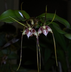 Den. tetragonum  var. gigantum