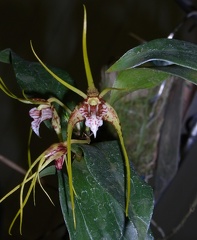 Den. tetragonum  var. gigantum