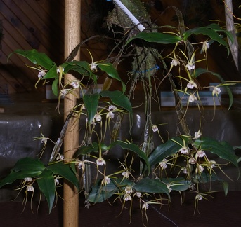 Den. tetragonum