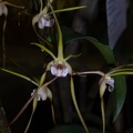 Den. tetragonum