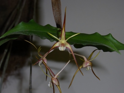 Den. tetragonum var tetragonum