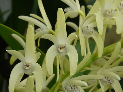 Den. speciosum var. speciosum ‘National White’ x speciosum var. curvicaule ‘Daylight Moon’