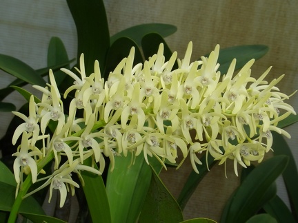 Den. speciosum var. speciosum ‘National White’ x speciosum var. curvicaule ‘Daylight Moon’