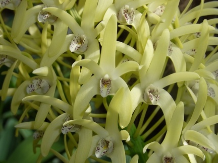 Den. speciosum var. speciosum ‘National White’ x speciosum var. curvicaule ‘Daylight Moon’