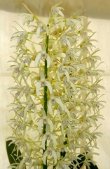 Den. speciosum var. speciosum ‘National White’ x Den. speciosum var. speciosum 'Georges River Special'