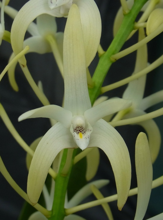 Den. speciosum var. speciosum ‘Jessie’