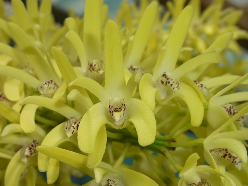 Den. speciosum var. pedunculatum (A x B) ‘Red Factor’ x Den. speciosum var. speciosum 'Red Spot' 100_0196.JPG